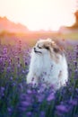 Little fluffy pomeranian dog in a hot summer with lavender field