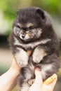 Little fluffy Pomeranian puppy Royalty Free Stock Photo
