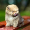 Little fluffy Pomeranian puppy licks nose Royalty Free Stock Photo
