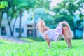 Little fluffy Pomeranian puppy Royalty Free Stock Photo