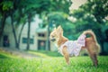 Little fluffy Pomeranian puppy Royalty Free Stock Photo