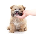 Little fluffy puppy caressing hand