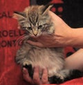 Fluffy striped alert kitten in hands Royalty Free Stock Photo