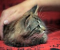 Fluffy striped alert kitten in hands Royalty Free Stock Photo