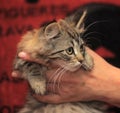 Fluffy striped alert kitten in hands Royalty Free Stock Photo