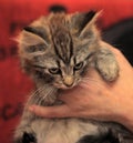 Fluffy striped alert kitten in hands Royalty Free Stock Photo