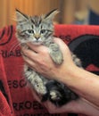 Fluffy striped alert kitten in hands