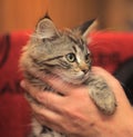 Fluffy striped alert kitten in hands