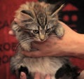 Fluffy striped alert kitten in hands