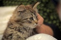 Fluffy striped alert kitten in hands Royalty Free Stock Photo