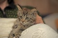 Fluffy striped alert kitten in hands Royalty Free Stock Photo