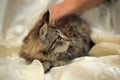 Fluffy striped alert kitten in hands Royalty Free Stock Photo