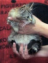 Fluffy striped alert kitten in hands Royalty Free Stock Photo