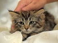 Fluffy striped alert kitten in hands Royalty Free Stock Photo