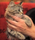 Fluffy striped alert kitten in hands Royalty Free Stock Photo