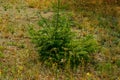 A little fluffy tree in a clearing