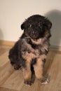 Little fluffy tricolor puppy sits Royalty Free Stock Photo