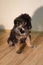 Little fluffy tricolor puppy sits Royalty Free Stock Photo