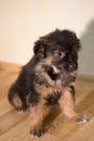 Little fluffy tricolor puppy sits Royalty Free Stock Photo