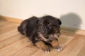 Little fluffy tricolor puppy sits Royalty Free Stock Photo