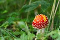 Little fly agaric in the forest asign blured green background with copy space.