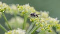 Little fly with big dew drop on back Royalty Free Stock Photo