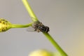 Little fly on green branch. Super macro on amazing eyes. Macro l