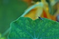 Little fly insect beetle on a green leaf in a natural habitat. Macro photography. Desktop wallpapers, ecology, agriculture. Fly Royalty Free Stock Photo