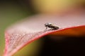 Little fly on long leaf blur background