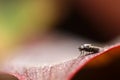 Little fly on long leaf blur background