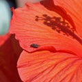 Little fly on a poppy Royalty Free Stock Photo