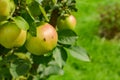 Delicious apples hang on the green branch Royalty Free Stock Photo