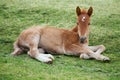 Little foal