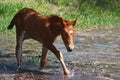 Little foal enters the water