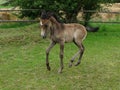 little foal is figuring out what to do with his legs