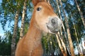 Little foal in the forest. Royalty Free Stock Photo