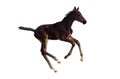 A little foal galloping Royalty Free Stock Photo