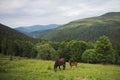 Little foal and mare grazing in meadow Royalty Free Stock Photo
