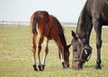 Little foal and mare on green spring meadow Royalty Free Stock Photo