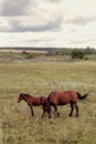 Little foal with mare running on the pasture in evening Royalty Free Stock Photo