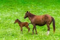 Little foal with mom horse on a green meadow Royalty Free Stock Photo