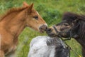 A little foal and a pony are sniffing each other\'s noses