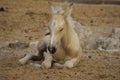 Little foal sleeps on the mountains background Royalty Free Stock Photo