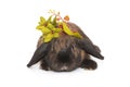 Little, fold-eared rabbit and a green branch Royalty Free Stock Photo