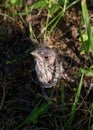 Little forest bird cub