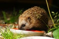 Little forest hedgehog drinks milk Royalty Free Stock Photo