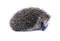 Little forest hedgehog isolated