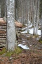 Little Forest near Grenchen Royalty Free Stock Photo