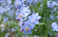 Little Forget-Me-Not Flowers blooming on a Spring Day Royalty Free Stock Photo