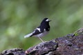 Little Forktail, Enicurus scouleri Royalty Free Stock Photo